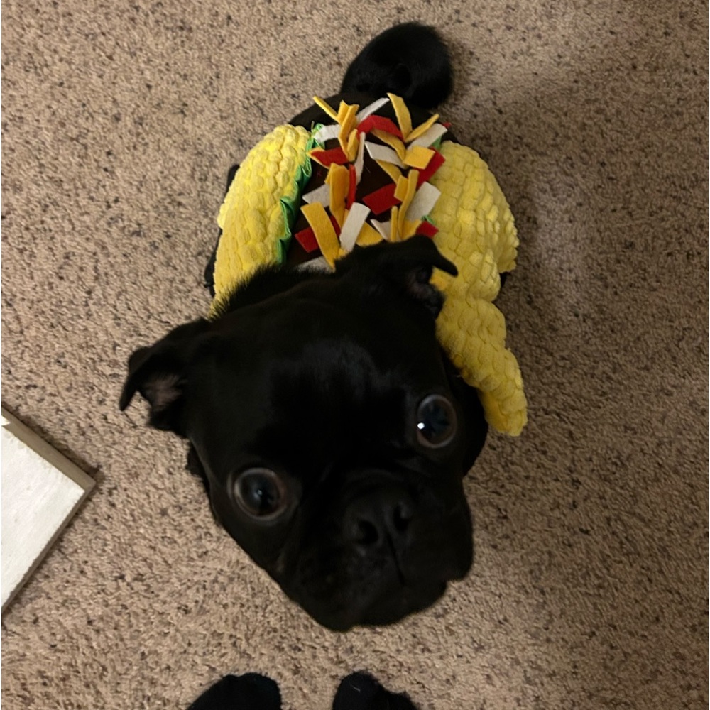 taco dog costume